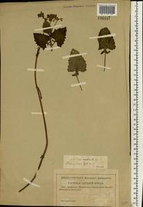 Salvia verticillata L., Eastern Europe, Central forest region (E5) (Russia)