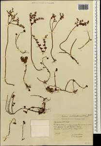 Phedimus stolonifer (S. G. Gmel.) 't Hart, Caucasus, Armenia (K5) (Armenia)