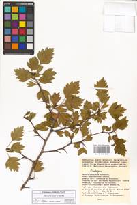 Crataegus ambigua subsp. ambigua, Eastern Europe, Rostov Oblast (E12a) (Russia)