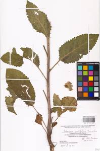MHA 0 159 040, Verbascum ovalifolium Donn. Sm. ex Sims, Eastern Europe, South Ukrainian region (E12) (Ukraine)