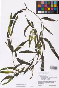 Potamogeton nodosus Poir., Eastern Europe, Western region (E3) (Russia)