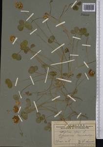 Trifolium repens L., Middle Asia, Pamir & Pamiro-Alai (M2) (Tajikistan)