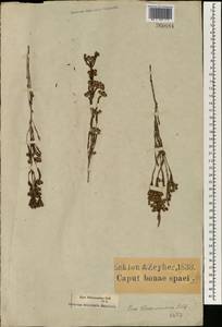 Erica pallens Andr., Africa (AFR) (South Africa)