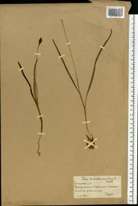 Tulipa sylvestris subsp. australis (Link) Pamp., Eastern Europe, Lower Volga region (E9) (Russia)