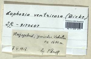 Lophozia ventricosa (Dicks.) Dumort., Bryophytes, Bryophytes - Western Europe (BEu) (Germany)