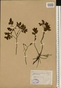 Vaccinium myrtillus L., Eastern Europe, Central forest region (E5) (Russia)