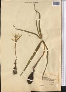 Colchicum robustum (Bunge) Stef., Middle Asia, Karakum (M6) (Turkmenistan)