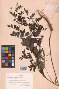 Lathyrus niger (L.) Bernh., Eastern Europe, Northern region (E1) (Russia)