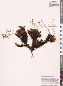 Saxifraga bronchialis subsp. bronchialis, Siberia, Chukotka & Kamchatka (S7) (Russia)