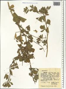Crotalaria, Africa (AFR) (Ethiopia)