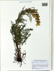 Pedicularis uralensis Vved., Eastern Europe, Middle Volga region (E8) (Russia)