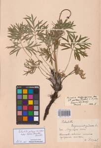 Pulsatilla patens subsp. patens, Eastern Europe, North Ukrainian region (E11) (Ukraine)