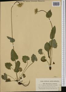 Doronicum columnae Ten., Western Europe (EUR) (Italy)