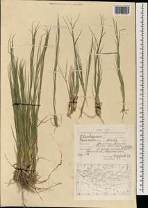 Cleistogenes squarrosa (Trin.) Keng, Mongolia (MONG) (Mongolia)