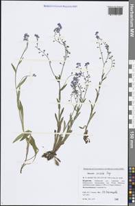 Myosotis imitata Serg., Siberia, Baikal & Transbaikal region (S4) (Russia)