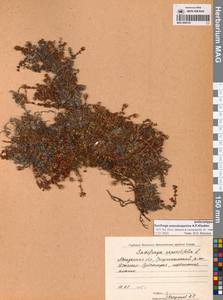 Saxifraga oppositifolia subsp. ajanica (Sipliv.) Vorosch., Siberia, Chukotka & Kamchatka (S7) (Russia)