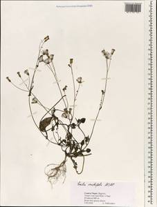 Emilia sonchifolia (L.) DC. ex Wight, South Asia, South Asia (Asia outside ex-Soviet states and Mongolia) (ASIA) (Nepal)