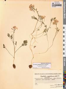 Corydalis magadanica A.P.Khokhr., Siberia, Chukotka & Kamchatka (S7) (Russia)