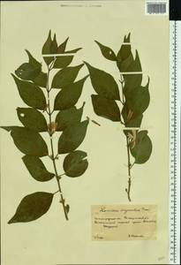 Lonicera chrysantha Turcz., Eastern Europe, Lower Volga region (E9) (Russia)