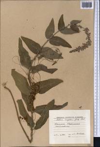 Salvia virgata Jacq., Middle Asia, Western Tian Shan & Karatau (M3) (Kyrgyzstan)
