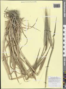 Hordeum, Caucasus, Black Sea Shore (from Novorossiysk to Adler) (K3) (Russia)