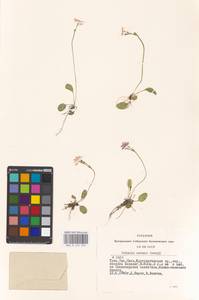 Primula nutans Georgi, Siberia, Altai & Sayany Mountains (S2) (Russia)