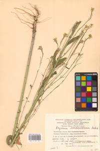 Erysimum odoratum Ehrh., Eastern Europe, Eastern region (E10) (Russia)