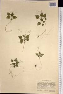 Circaea alpina L., Siberia, Russian Far East (S6) (Russia)
