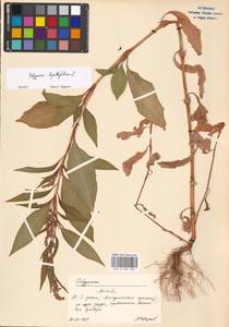 Persicaria lapathifolia subsp. lapathifolia, Eastern Europe, Moscow region (E4a) (Russia)