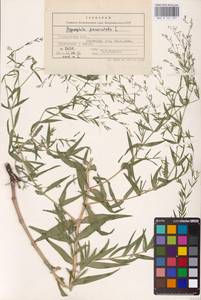 Gypsophila paniculata L., Eastern Europe, Central forest-and-steppe region (E6) (Russia)