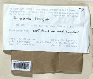Scapania irrigua (Nees) Nees, Bryophytes, Bryophytes - Permsky Krai, Udmurt Republic, Sverdlovsk & Kirov Oblasts (B8) (Russia)