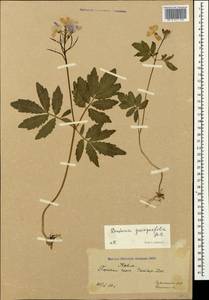 Cardamine quinquefolia (M. Bieb.) Schmalh., Crimea (KRYM) (Russia)