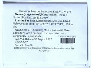 Metacalypogeia cordifolia (Steph.) Inoue, Bryophytes, Bryophytes - Russian Far East (excl. Chukotka & Kamchatka) (B20) (Russia)