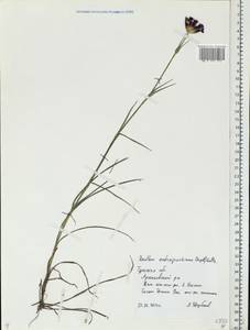 Dianthus capitatus subsp. andrzejowskianus Zapal., Eastern Europe, Central region (E4) (Russia)