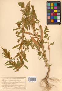 Axyris amaranthoides L., Siberia, Russian Far East (S6) (Russia)