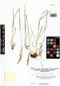 Trisetum altaicum Roshev., Siberia, Baikal & Transbaikal region (S4) (Russia)