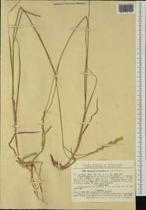 Thinopyrum intermedium (Host) Barkworth & D.R.Dewey, Western Europe (EUR) (Romania)