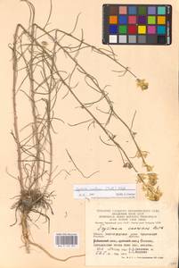 Erysimum quadrangulum Desf., Eastern Europe, Lower Volga region (E9) (Russia)
