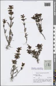 Pedicularis verticillata L., Siberia, Altai & Sayany Mountains (S2) (Russia)