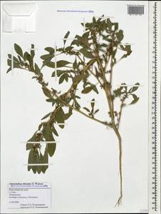Amaranthus blitoides S. Watson, Caucasus, Black Sea Shore (from Novorossiysk to Adler) (K3) (Russia)
