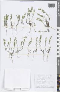 Alyssum turkestanicum Regel & Schmalh. ex Regel, Eastern Europe, Lower Volga region (E9) (Russia)