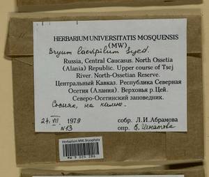 Rosulabryum moravicum (Podp.) Ochyra & Stebel, Bryophytes, Bryophytes - North Caucasus & Ciscaucasia (B12) (Russia)