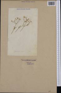 Gypsophila repens L., Western Europe (EUR) (Switzerland)