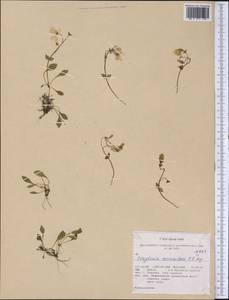 Claytonia sarmentosa C. A. Mey., America (AMER) (United States)