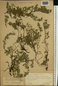 Thymus × dimorphus Klokov & Des.-Shost., Eastern Europe, Central forest-and-steppe region (E6) (Russia)