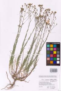 Linum tenuifolium L., Eastern Europe, South Ukrainian region (E12) (Ukraine)