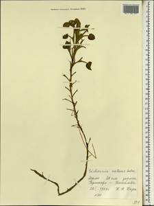 Eichhornia diversifolia (Vahl) Urb., Africa (AFR) (Mali)