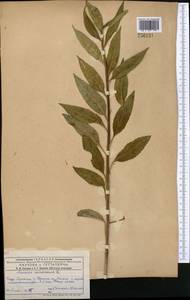 Senecio nemorensis L., Middle Asia, Dzungarian Alatau & Tarbagatai (M5) (Kazakhstan)