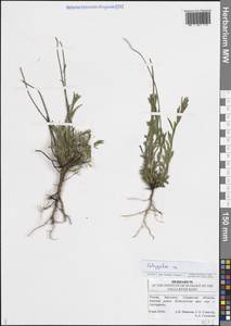 Polygala, Eastern Europe, Middle Volga region (E8) (Russia)