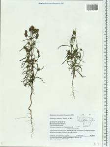 Plantago arenaria Waldst. & Kit., Eastern Europe, Central region (E4) (Russia)